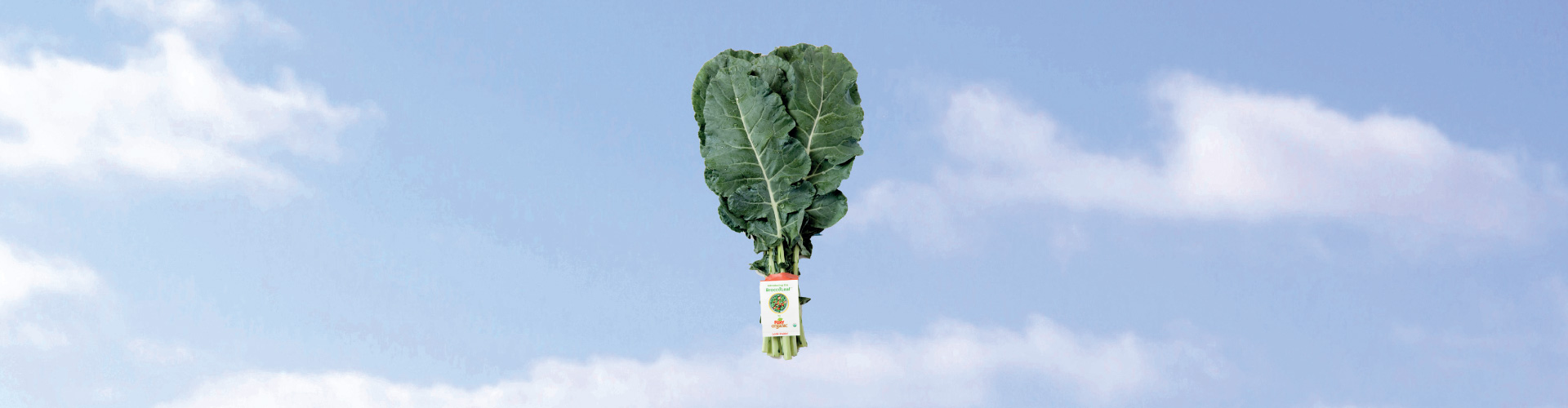 Introducing BroccoLeaf