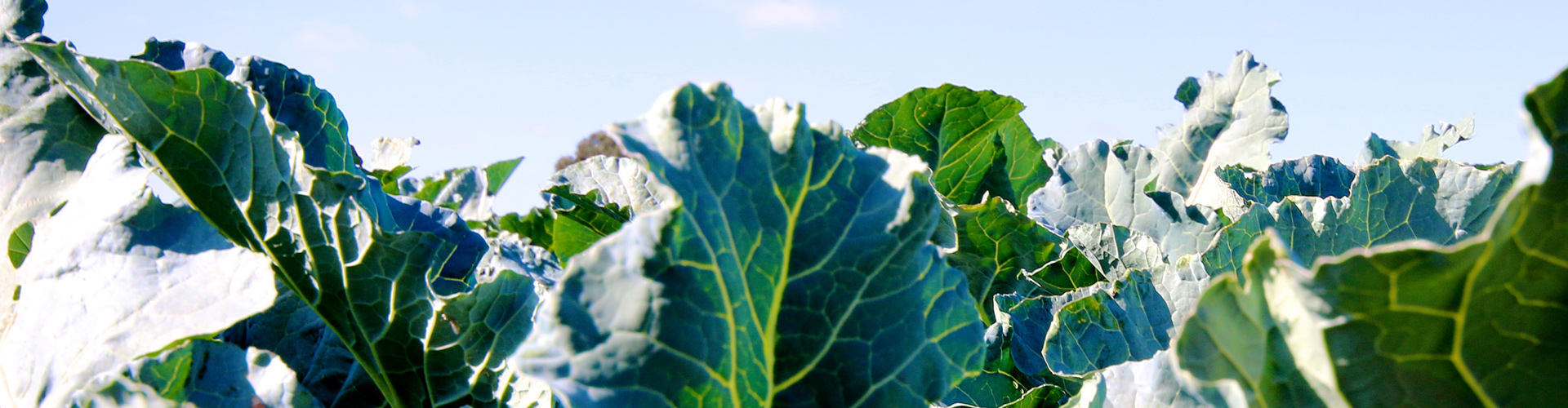 Introducing BroccoLeaf